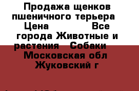 Продажа щенков пшеничного терьера › Цена ­ 30 000 - Все города Животные и растения » Собаки   . Московская обл.,Жуковский г.